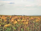DSCF8636.webp