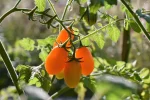 K800_DSC_0103.webp