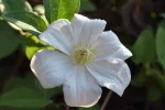 K800_DSC_0107.webp