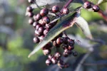K800_DSC_0110.webp