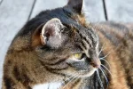 K800_DSC_0126.webp