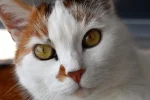 K800_DSC_0011.webp