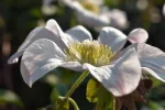 K800_DSC_0021.webp