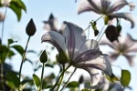 K800_DSC_0024.webp
