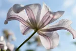 K800_DSC_0037.webp