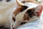 K800_DSC_0463.webp