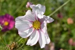 K800_DSC_0248.webp