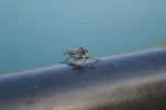 DSC00501.webp