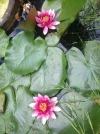 image.webp
