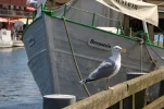 Warnemünde 20.05.2012 076.webp