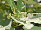 K800_DSC_0799.webp