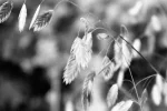 K800_DSC_0853.webp