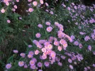DSC00669.webp