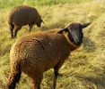DSCN2288 (2).webp