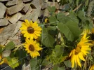 DSCN2344.webp