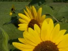 DSCN2348.webp
