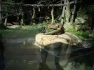 zoo 3.webp