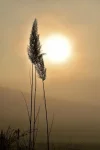 DSC_1066.webp