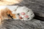 K800_DSC_1285.webp