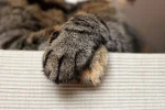 K800_DSC_1252.webp