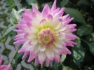 Dahlie.webp
