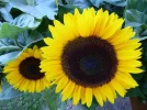 sonnenblume.webp