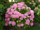 hortensien.webp