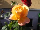 rosenstrauch.webp