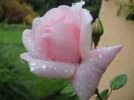 rosa rose am morgen.webp