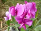 wilde erbse.webp