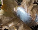 DSCN2474 (2).webp