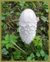 Schopftintling - Spargelpilz.webp