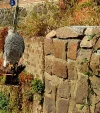 20161012_132411[1].webp