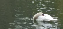 Gute Nacht:)