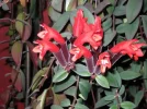Aeschynanthusblüten.webp