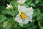 kartoffelblüte.webp