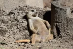 DSC_0248.webp