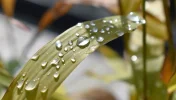 DSC_2176.webp