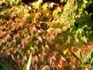 109_0930.webp