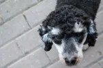 004.webp