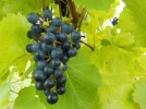 DSCN2101.webp