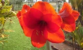 amaryllis.webp