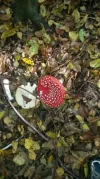 Fliegenpilz.webp