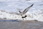 DSC_0432.webp