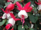 Fuchsien.webp