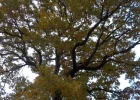 DSCN2806 (2).webp