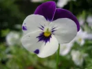 Liho.webp