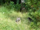Waschbär.webp