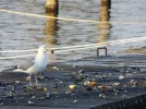 DSCF8797.webp