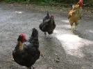 hühnchen.webp